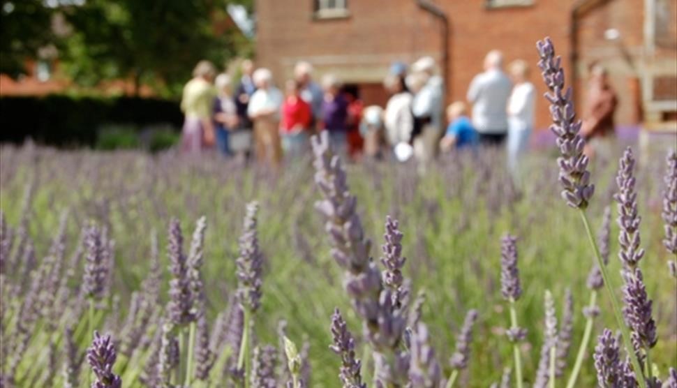 lavender field